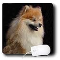 Dogs Pomeranian - Pomeranian portrait - Mouse Pads