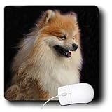 Dogs Pomeranian - Pomeranian portrait - Mouse Pads