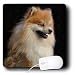 pomeranian49 - Dogs Pomeranian Pomeranian portrait Mouse Pads