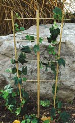 18" Bamboo Ladder Trellis