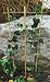 BAMBOO LADDER/FAN TRELLIS 24 IN