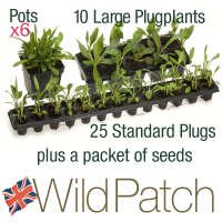 WildPatch for Birds, Planting Pack