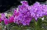 Economy Vanda Alliance Hybrid Special