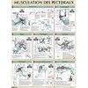 Musculation Pectoraux Poster