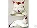 Fushigi Yugi: Tama Neko Cat Plush Doll