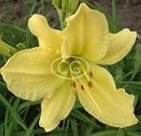 Daylily (Hemerocallis) Hyperion {25 Bare Root plants, $2.97 each plant}
