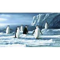 Hautman Brothers Penguins Royal Plush Raschel Throw