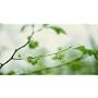 Slippery Elm Tea