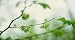Health & Personal Care : Slippery Elm Tea