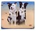 Border Collies Beach Wallet