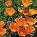 California Poppy Seeds- 1/2# Pound Bulk Wildflower- Approx 150,000 Seeds
