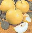 Twentieth Century Asian Pear Tree Five Gallon