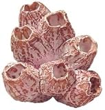 Barnacles Coral - Natural - 8.5 x 4.5 x 11