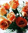 12 Long Stemmed Orange Roses