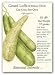 Luffa Gourd Heirloom Seeds