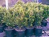 Boxwood 'Wintergreen' Fast Growing! ~ Lot of 6 shrubs~ -One Gallon Pots.