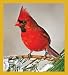 Red Cardinal - winter Bookmark Image