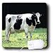 Farm Animals - Holstein Cow - Mouse Pads