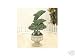 Dolphins Topiary Statue