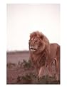 Lion, Masai Mara Game Resv, Kenya, Africa Photographic Poster Print by Elizabeth DeLaney, 12x16