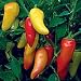 Organic Rio Grande Hot Chile Pepper 50 Seeds