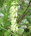 Garden Perennial-Straw Foxglove - Digitalis lutea P9