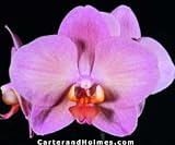 Phal. Mistral