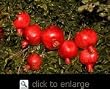 Angel Red Pomegranate Tree Five Gallon