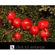 Angel Red Pomegranate Tree Five Gallon by 