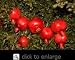 Angel Red Pomegranate Tree, Five Gallon Container by Monrovia Growers