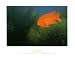 Altis D'olympie Art Print Poster By Victor Laloux, 36.5 " x 24.5 "