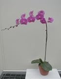 Bonsai Boy's Purple Orchid Select Purple Phalaenopsis