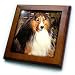 Dogs Sable Border Collies - Sable Border Collie - Framed Tiles