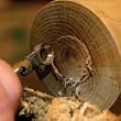 Termite