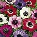 SUTTONS SEEDS: Anemone Sweetheart Mix Seeds (20 Pips)