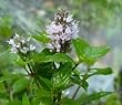 peppermint essential oil
