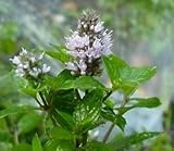 Review faerie's finest  / peppermint essential oil