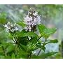 peppermint essential oil