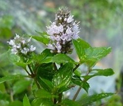 peppermint essential oil by faerie's finest