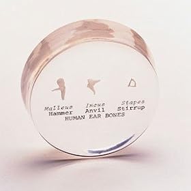 Auditory Ossicles