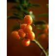 Kumquats (Fortunella Spp.) on Branch Photographic Poster Print by Richard Sprang, 18x24