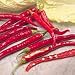 Outdoor Living : Chilli Peppers Chilli De Cayenne Seeds (1 Pkt - 65 seeds)