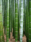 Bamboo Seeds