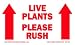 Live Plants Please Rush Labels, 3" X 5" 500 Labels Per Roll