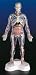 Visible Man, 16" Tall