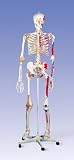 Super Skeleton Sam on 5 feet Roller Stand Model#AW-A13
