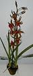 33" Silk Spider Orchid in Moss Pot (natural red)