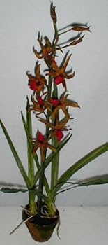 33" Silk Spider Orchid in Moss Pot (natural red)