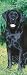 Black Labrador Retrievers 2008 Slimline Wall Calendar