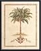 Art Poster Metal Framed Print - Musa Paradisiaca - Artist: Brooks- Poster Size: 20 X ...